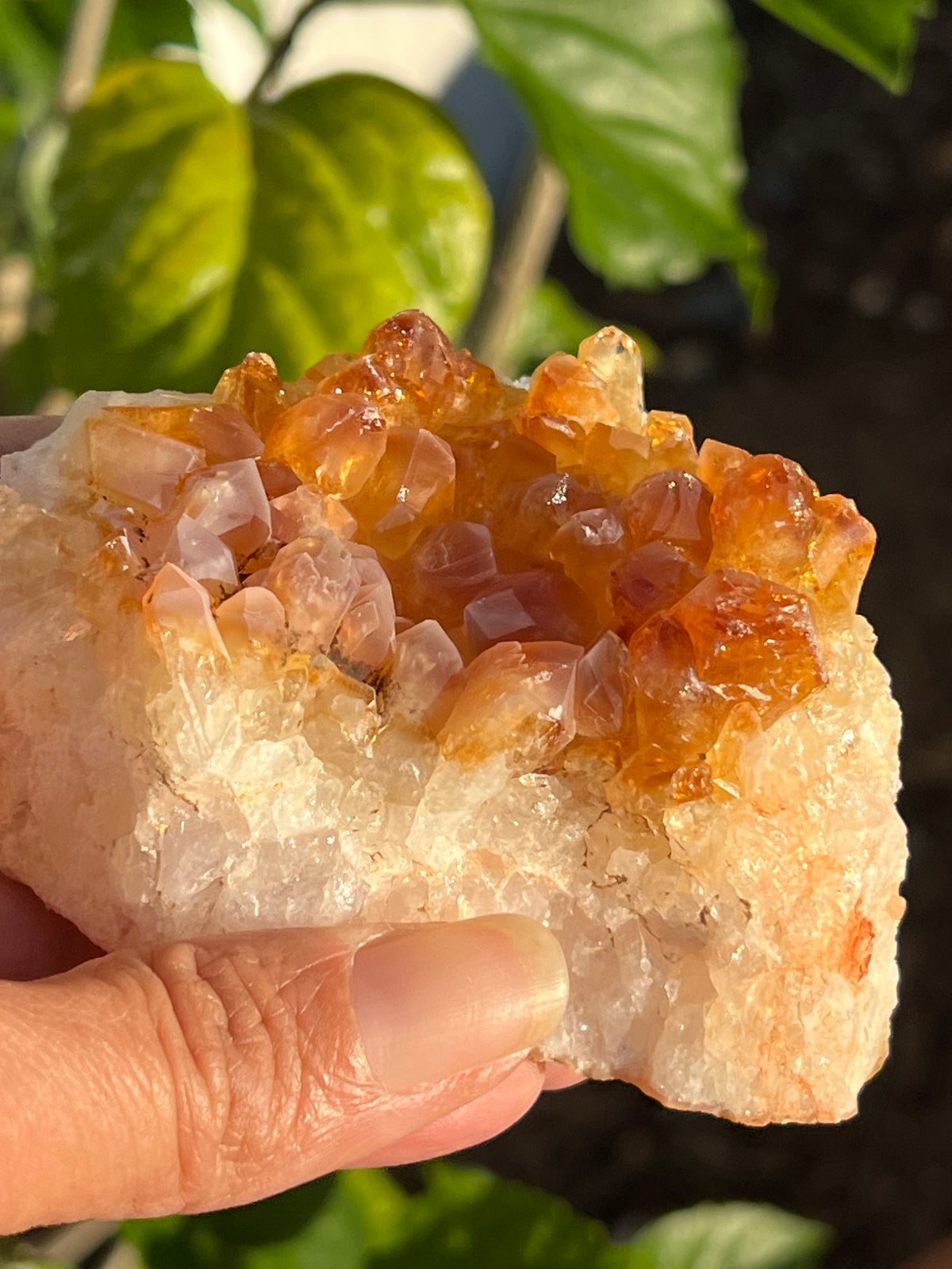 CITRINE CLUSTERS- ROUGH