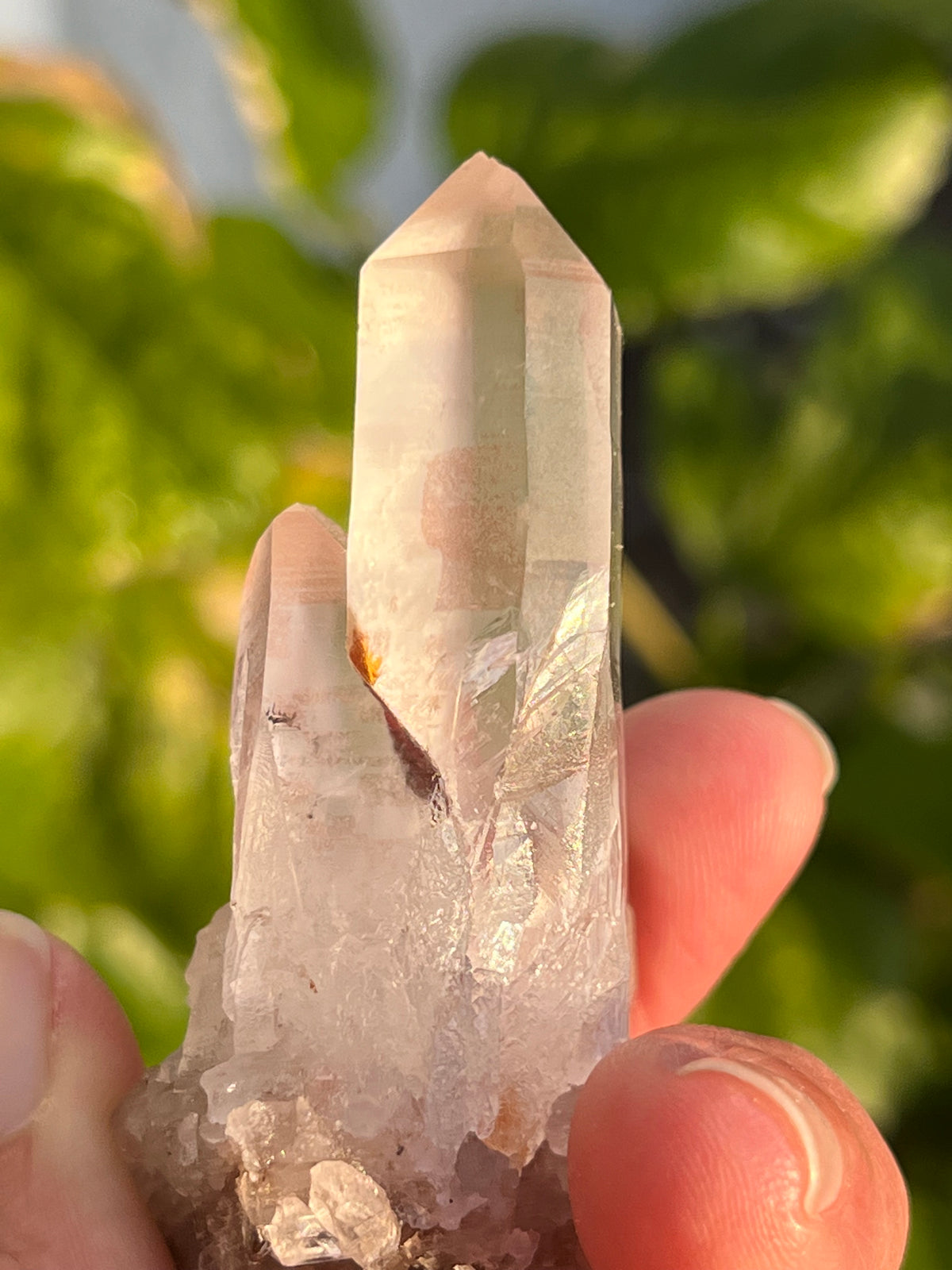 Rare Pink Lemurian Starseed