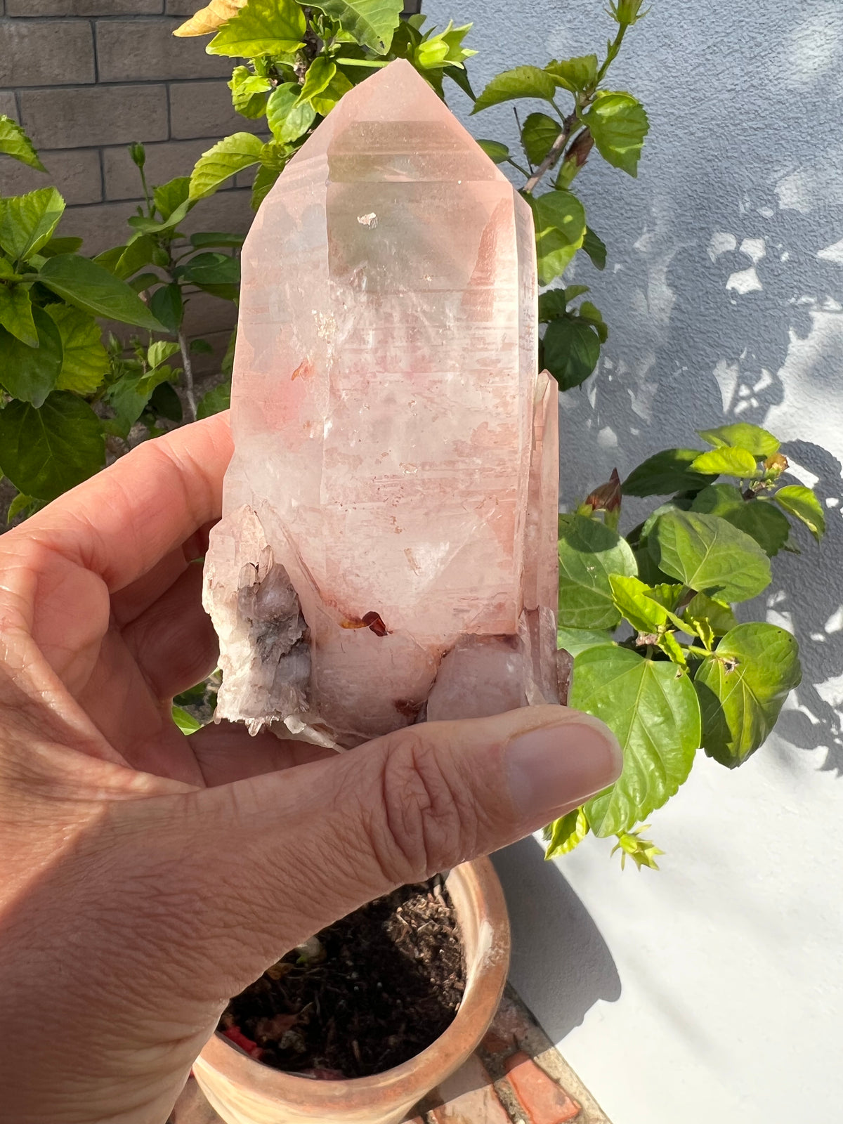 Pink Lemurian Twins