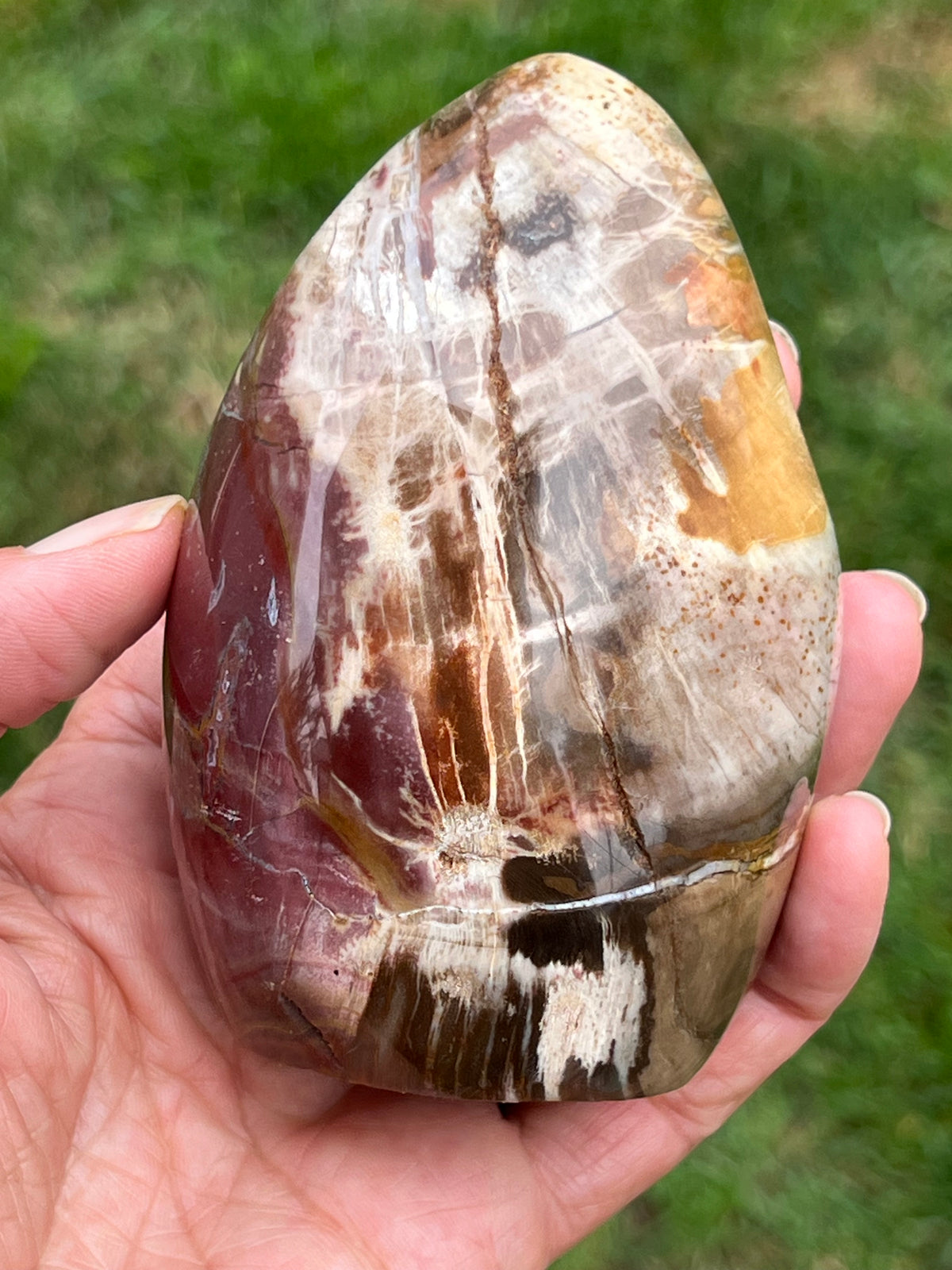 PETRIFIED WOOD - FREE FORM