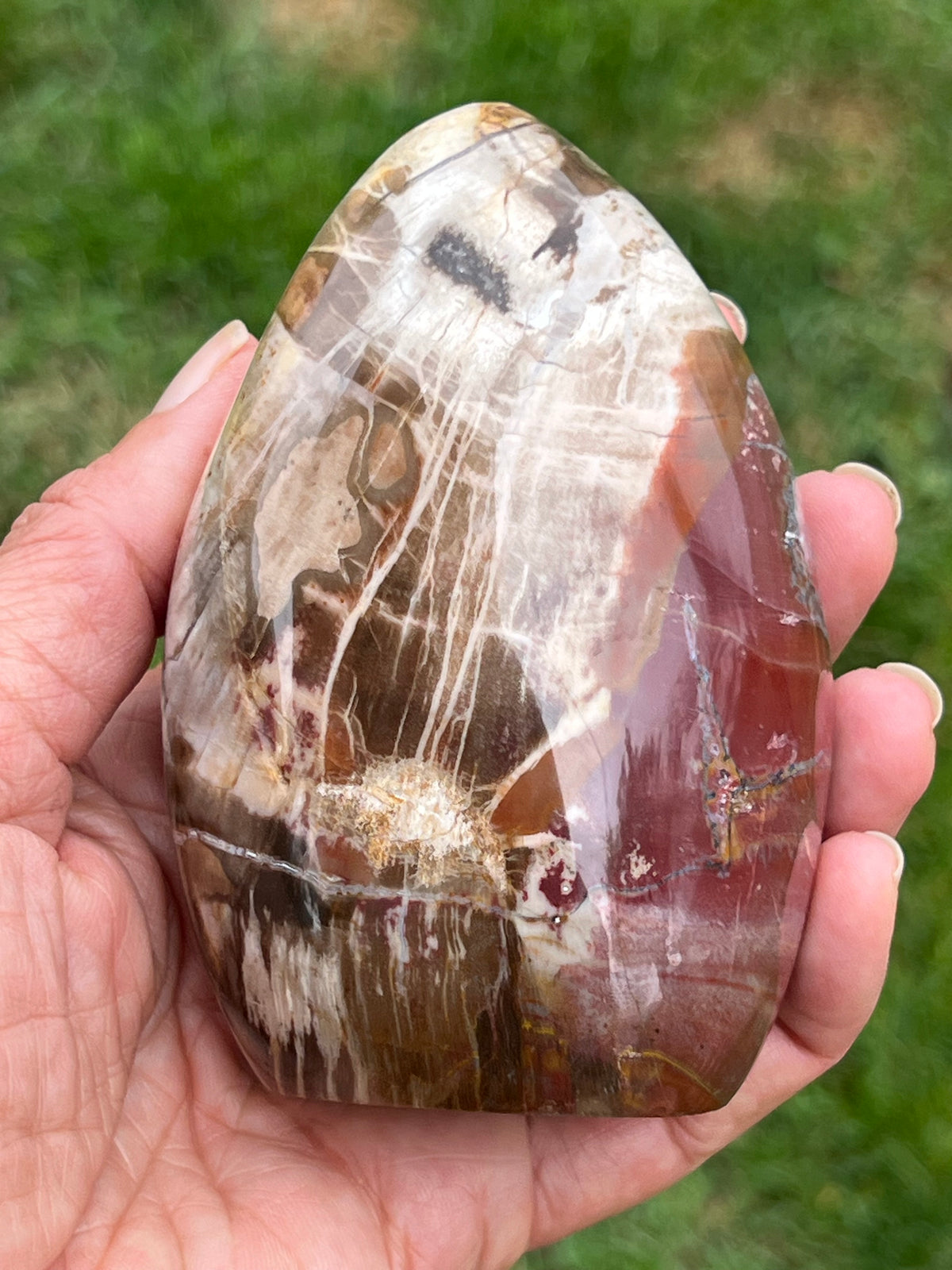 PETRIFIED WOOD - FREE FORM