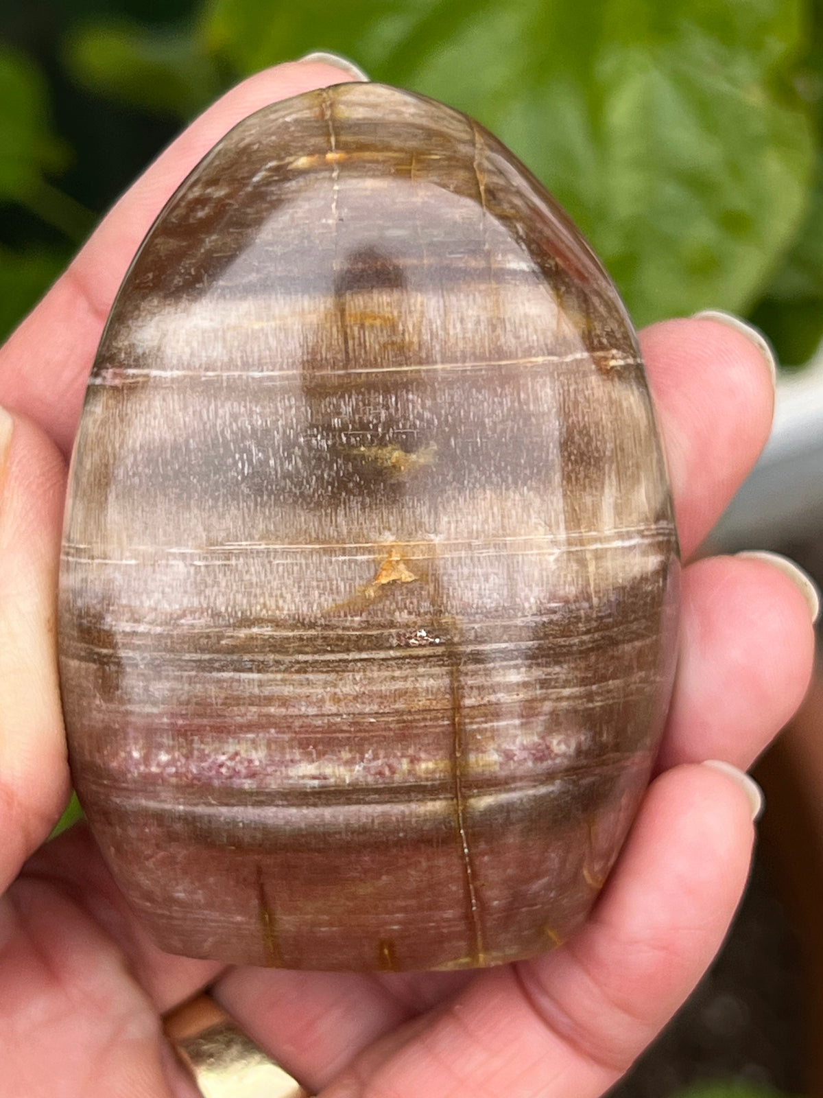 PETRIFIED WOOD - FREE FORM